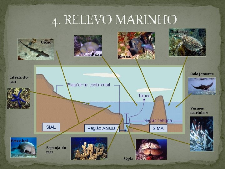 4. RELEVO MARINHO Tartaruga Cação Peixe Moréia Raia Jamanta Estrela-domar Vermes marinhos SIAL Região
