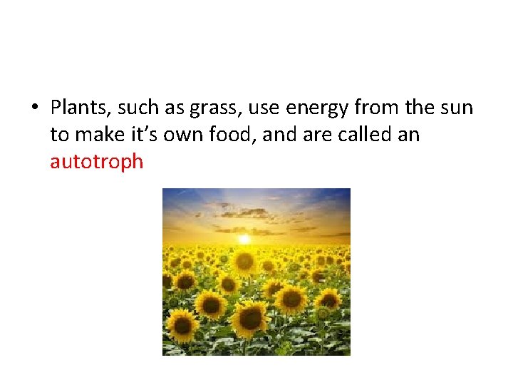 Photosynthesis Process by which a plant cell captures