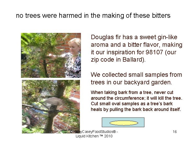 no trees were harmed in the making of these bitters Douglas fir has a