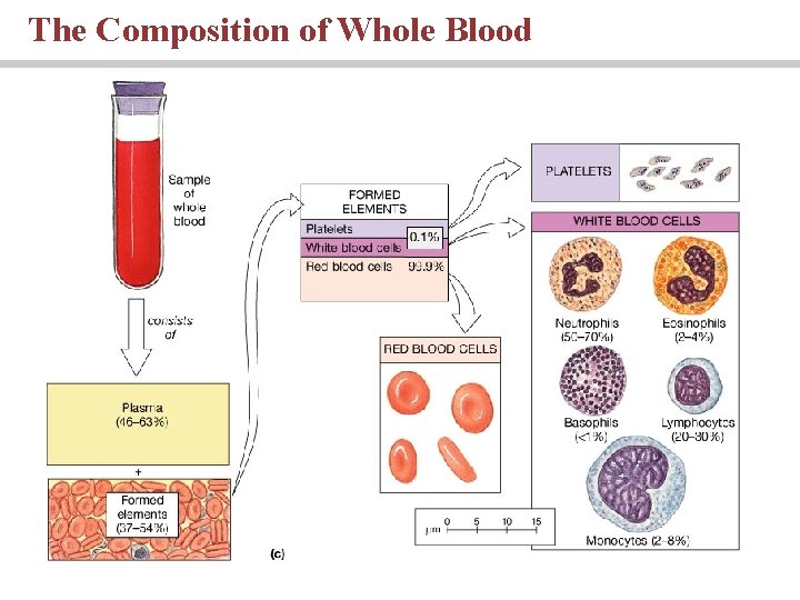The Composition of Whole Blood 