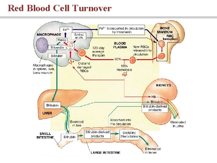Red Blood Cell Turnover 