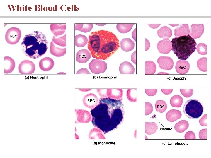 White Blood Cells 
