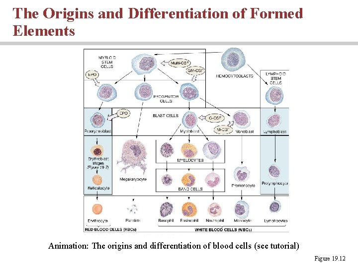 The Origins and Differentiation of Formed Elements Animation: The origins and differentiation of blood