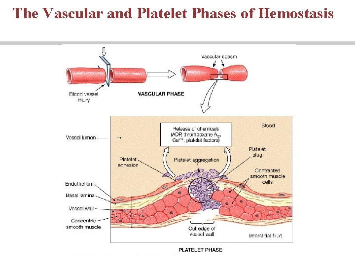 The Vascular and Platelet Phases of Hemostasis 
