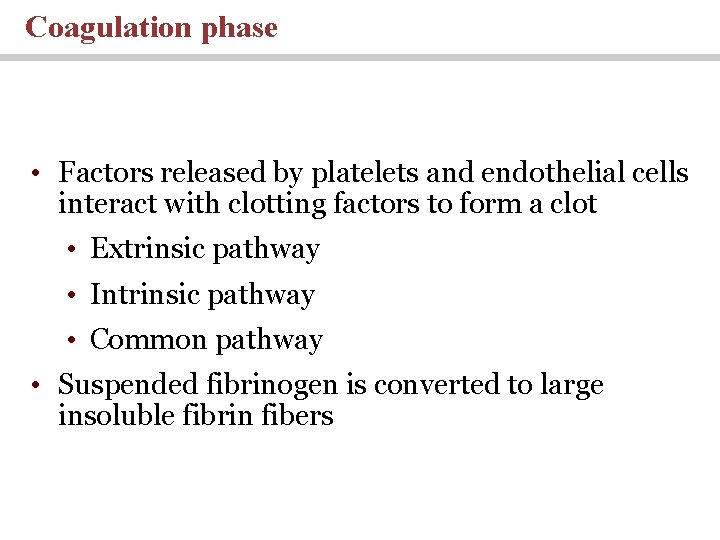 Coagulation phase • Factors released by platelets and endothelial cells interact with clotting factors