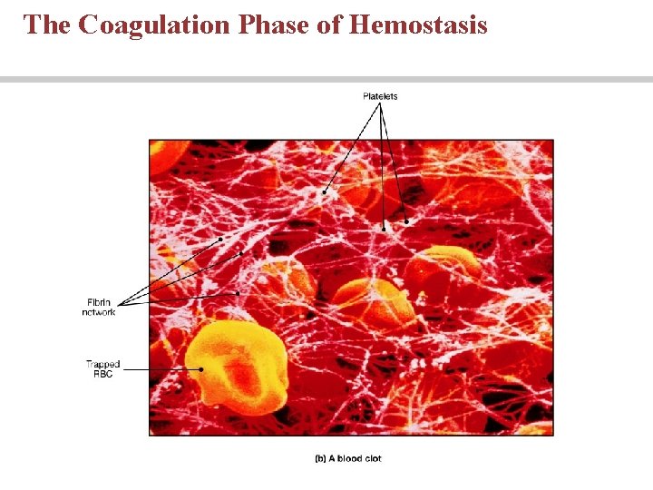 The Coagulation Phase of Hemostasis 