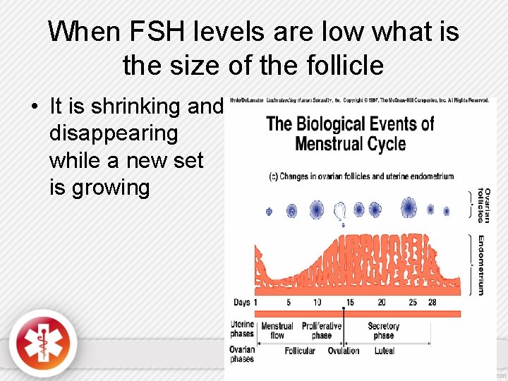 When FSH levels are low what is the size of the follicle • It