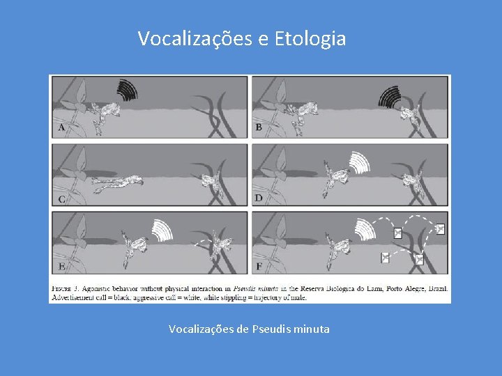 Vocalizações e Etologia Vocalizações de Pseudis minuta 
