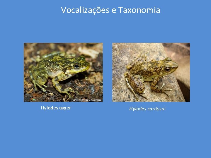 Vocalizações e Taxonomia Hylodes asper Hylodes cardosoi 