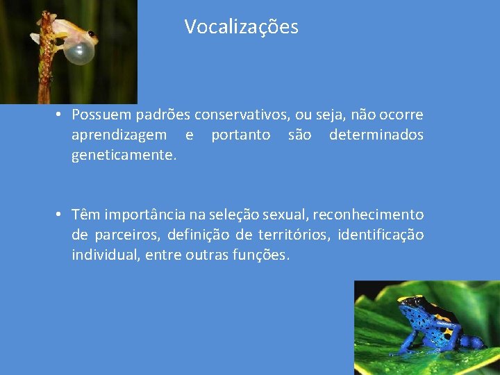 Vocalizações • Possuem padrões conservativos, ou seja, não ocorre aprendizagem e portanto são determinados