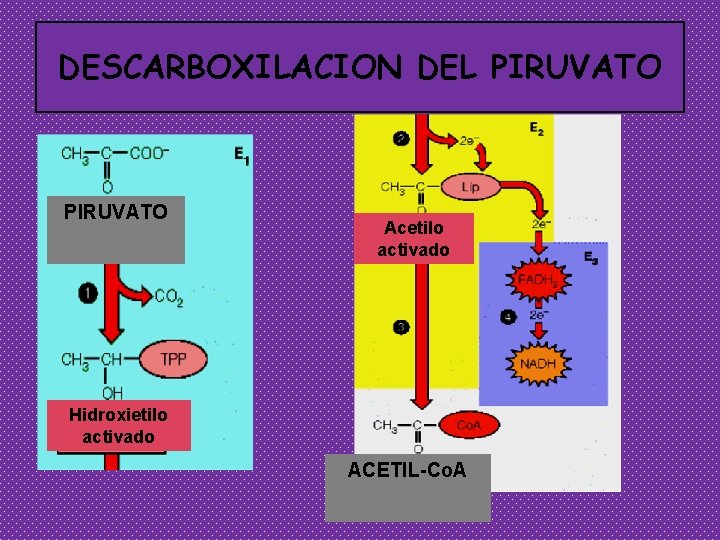 DESCARBOXILACION DEL PIRUVATO Acetilo activado Hidroxietilo activado ACETIL-Co. A 