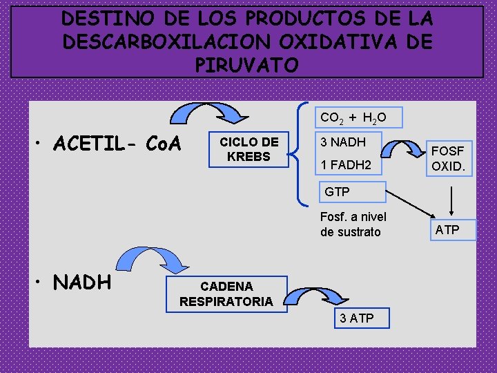 DESTINO DE LOS PRODUCTOS DE LA DESCARBOXILACION OXIDATIVA DE PIRUVATO CO 2 + H