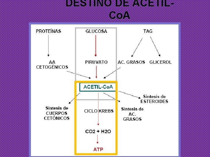 DESTINO DE ACETILCo. A 