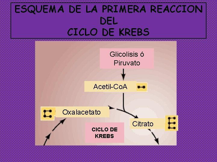 ESQUEMA DE LA PRIMERA REACCION DEL CICLO DE KREBS Glicolisis ó Piruvato Acetil-Co. A