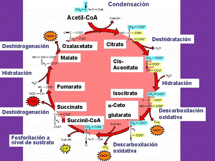 Condensación Acetil-Co. A Deshidrogenación Oxalacetato Malato Hidratación Citrato Deshidratación Cis. Aconitato Hidratación Fumarato Isocitrato