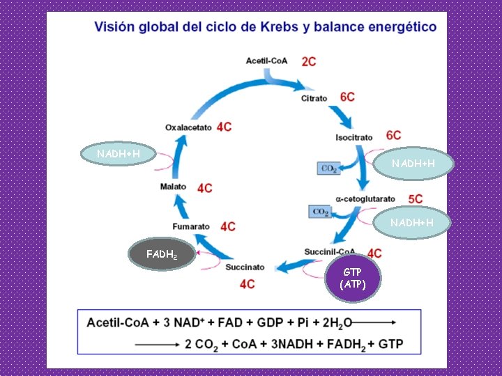 NADH+H FADH 2 GTP (ATP) 