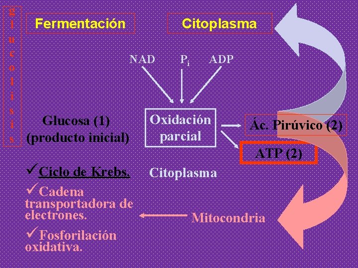 g l Fermentación Citoplasma u c NAD Pi ADP o l i s Oxidación