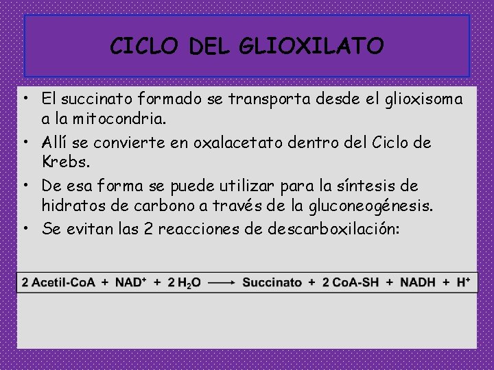 CICLO DEL GLIOXILATO • El succinato formado se transporta desde el glioxisoma a la