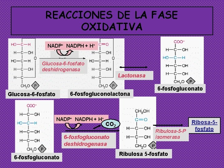 REACCIONES DE LA FASE OXIDATIVA NADP+ NADPH + H+ Glucosa-6 -fosfato deshidrogenasa Lactonasa 6
