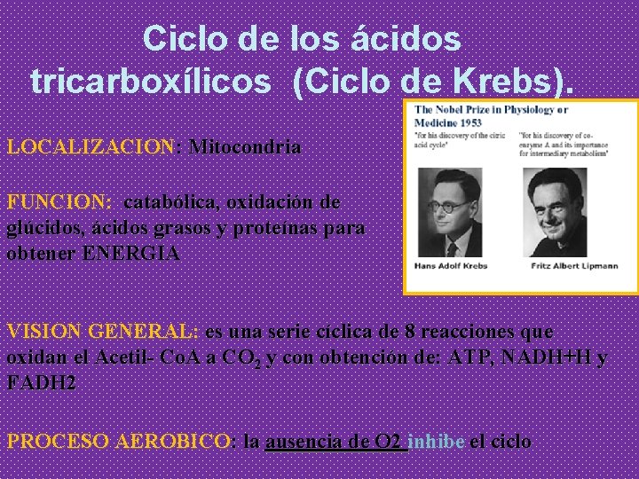 Ciclo de los ácidos tricarboxílicos (Ciclo de Krebs). LOCALIZACION: Mitocondria FUNCION: catabólica, oxidación de