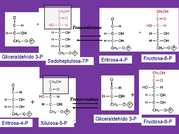 Transaldolasa Gliceraldehído 3 -P Transcetolasa + Eritrosa-4 -P Xilulosa-5 -P Fructosa-6 -P Eritrosa-4 -P