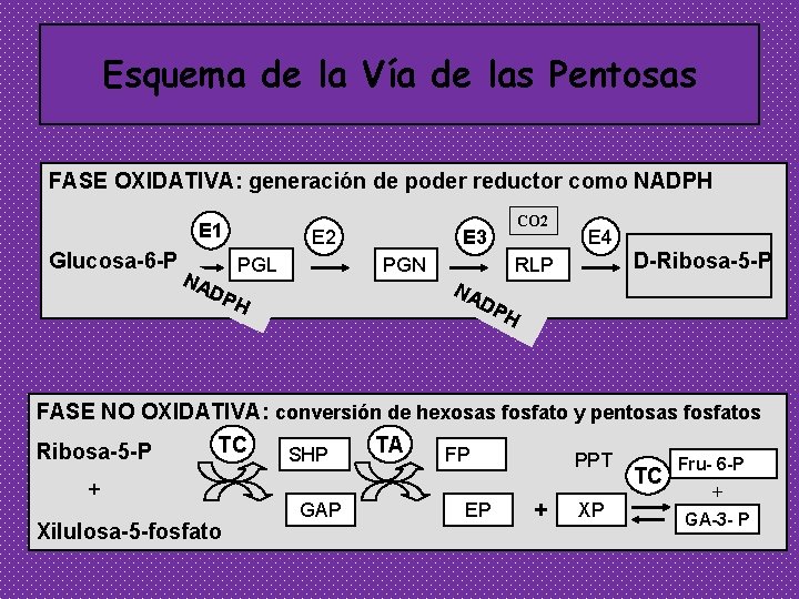 Esquema de la Vía de las Pentosas FASE OXIDATIVA: generación de poder reductor como