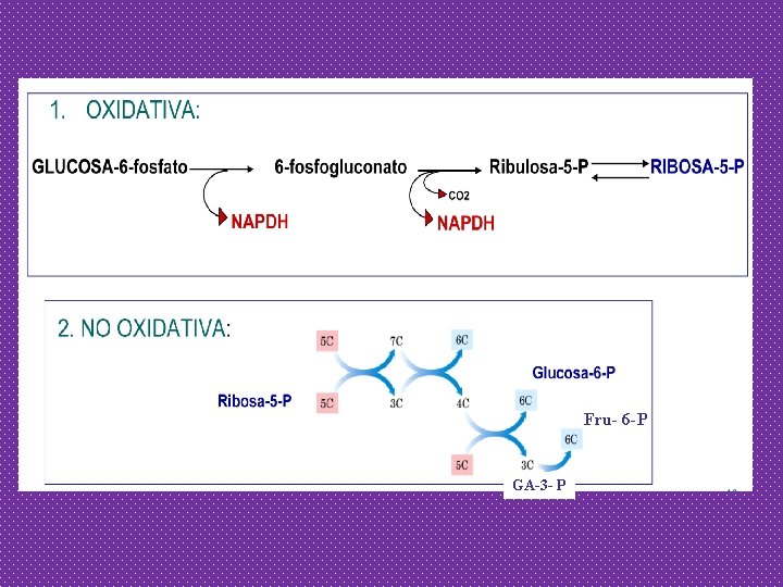 Fru- 6 -P GA-3 - P 