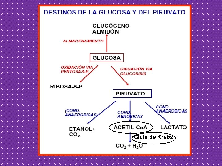 Ciclo de Krebs 