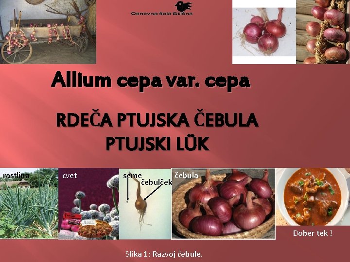 Allium cepa var. cepa RDEČA PTUJSKA ČEBULA PTUJSKI LÜK rastlina cvet seme čebula čebulček