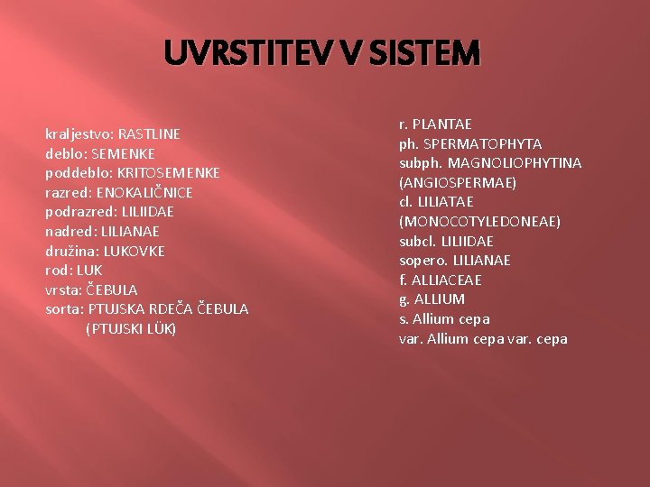 UVRSTITEV V SISTEM kraljestvo: RASTLINE deblo: SEMENKE poddeblo: KRITOSEMENKE razred: ENOKALIČNICE podrazred: LILIIDAE nadred: