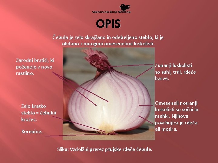 OPIS Čebula je zelo skrajšano in odebeljeno steblo, ki je obdano z mnogimi omesenelimi