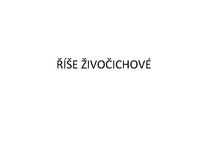 ŘÍŠE ŽIVOČICHOVÉ 