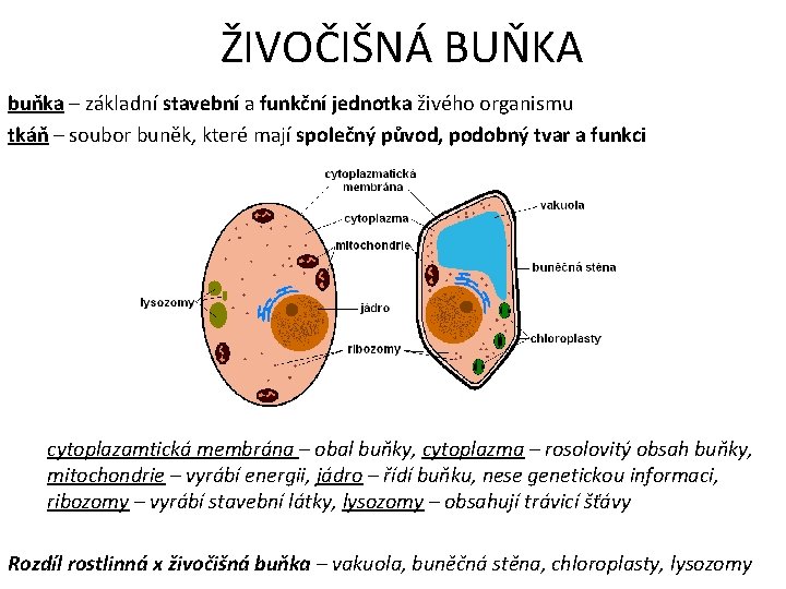 ŽIVOČIŠNÁ BUŇKA buňka – základní stavební a funkční jednotka živého organismu tkáň – soubor