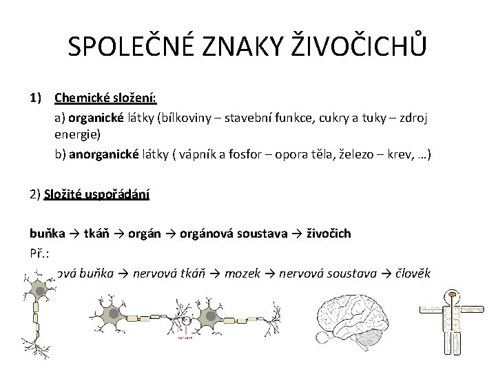 SPOLEČNÉ ZNAKY ŽIVOČICHŮ 1) Chemické složení: a) organické látky (bílkoviny – stavební funkce, cukry