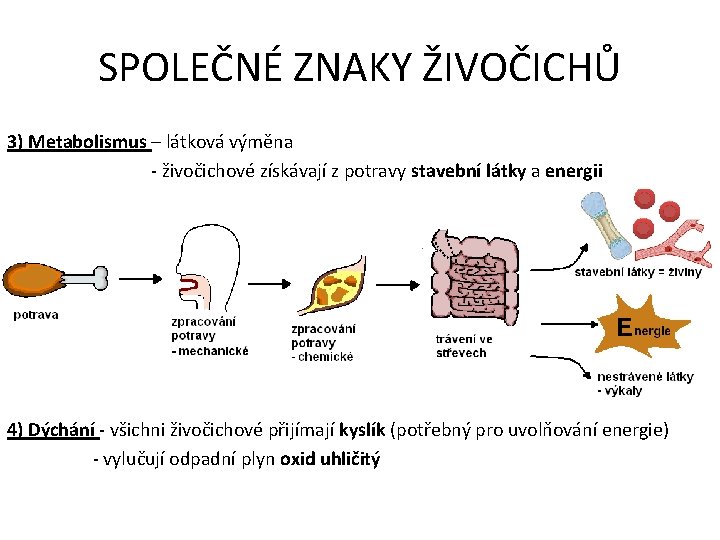 SPOLEČNÉ ZNAKY ŽIVOČICHŮ 3) Metabolismus – látková výměna - živočichové získávají z potravy stavební