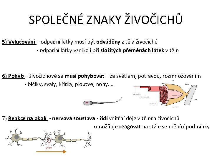 SPOLEČNÉ ZNAKY ŽIVOČICHŮ 5) Vylučování – odpadní látky musí být odváděny z těla živočichů