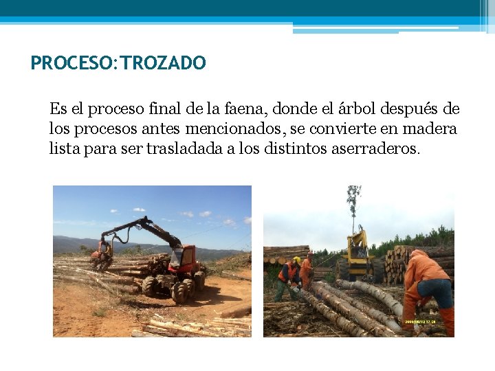 PROCESO: TROZADO Es el proceso final de la faena, donde el árbol después de