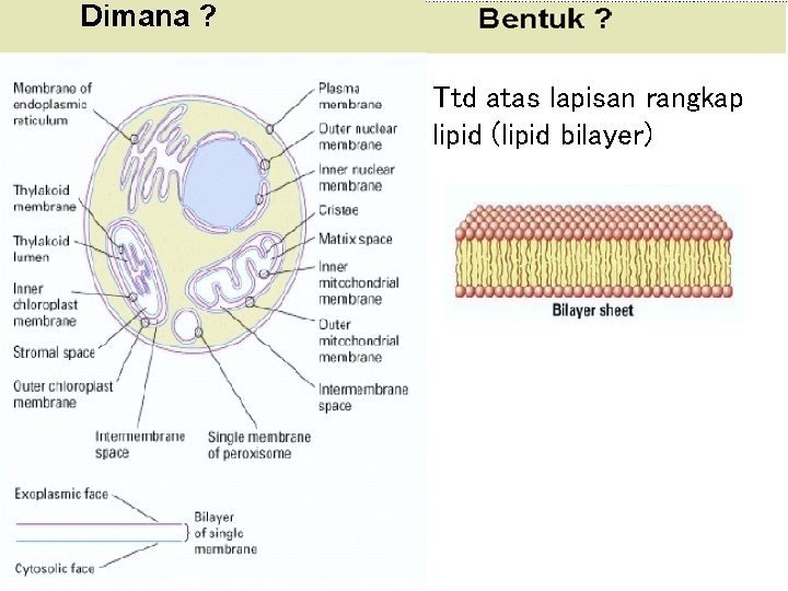 Ttd atas lapisan rangkap lipid (lipid bilayer) 