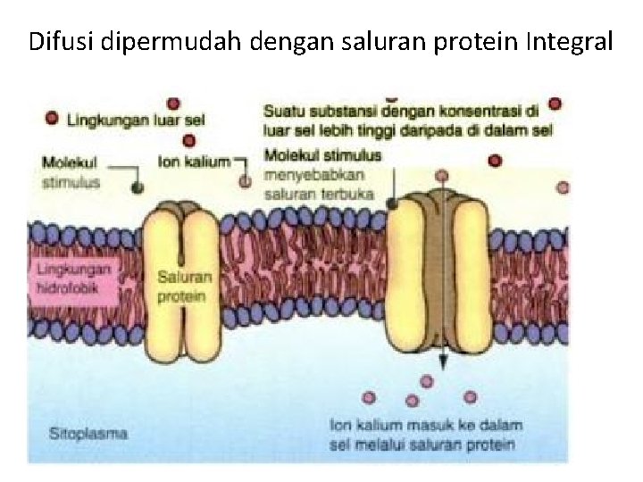 Difusi dipermudah dengan saluran protein Integral 