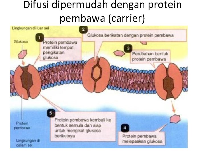Difusi dipermudah dengan protein pembawa (carrier) 
