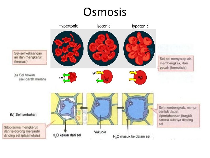 Osmosis 