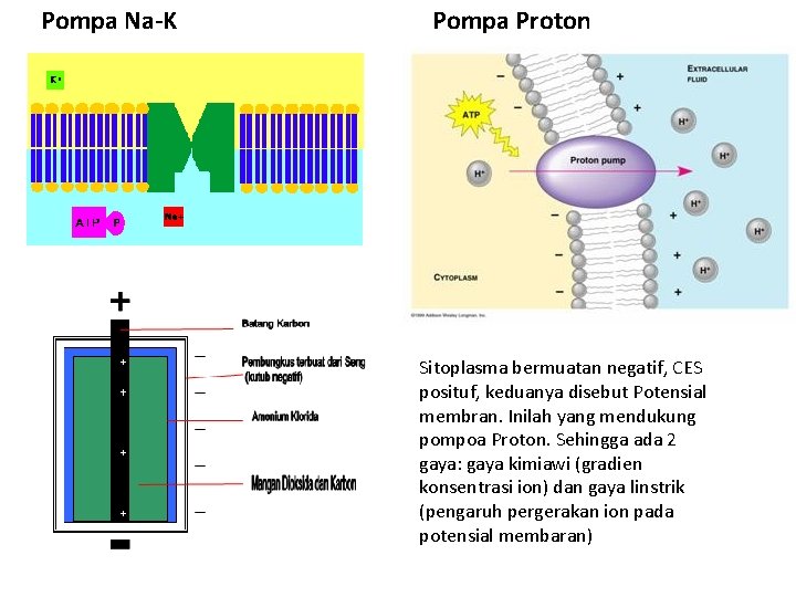 Pompa Na-K Pompa Proton Sitoplasma bermuatan negatif, CES posituf, keduanya disebut Potensial membran. Inilah