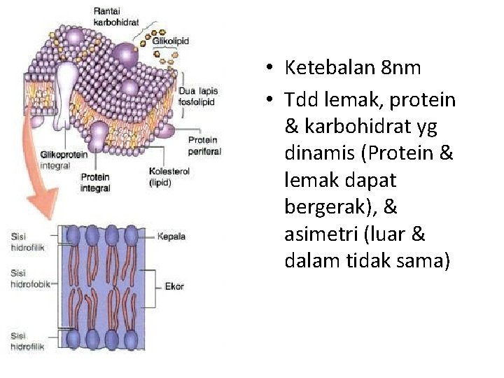  • Ketebalan 8 nm • Tdd lemak, protein & karbohidrat yg dinamis (Protein