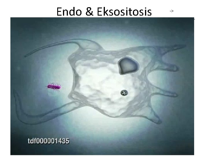 Endo & Eksositosis ENDOSITOSIS -> • EKSOSITOSIS 