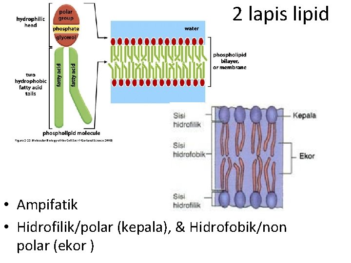 2 lapis lipid • Ampifatik • Hidrofilik/polar (kepala), & Hidrofobik/non polar (ekor ) 