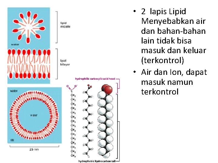  • 2 lapis Lipid Menyebabkan air dan bahan-bahan lain tidak bisa masuk dan