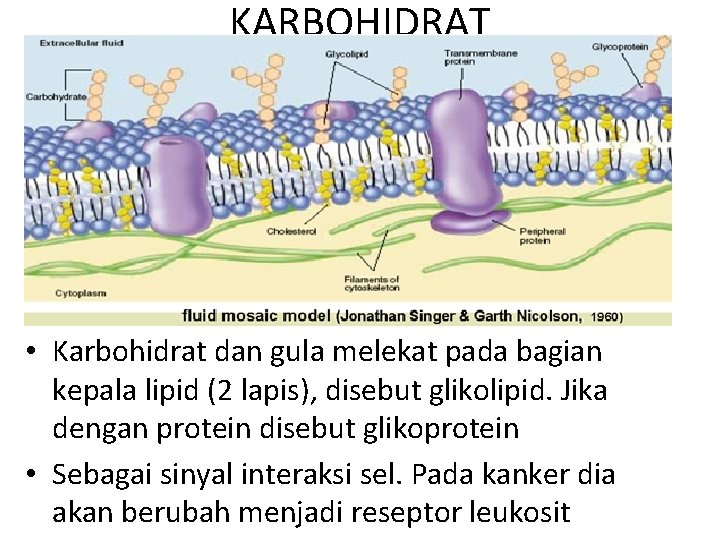 KARBOHIDRAT • Karbohidrat dan gula melekat pada bagian kepala lipid (2 lapis), disebut glikolipid.