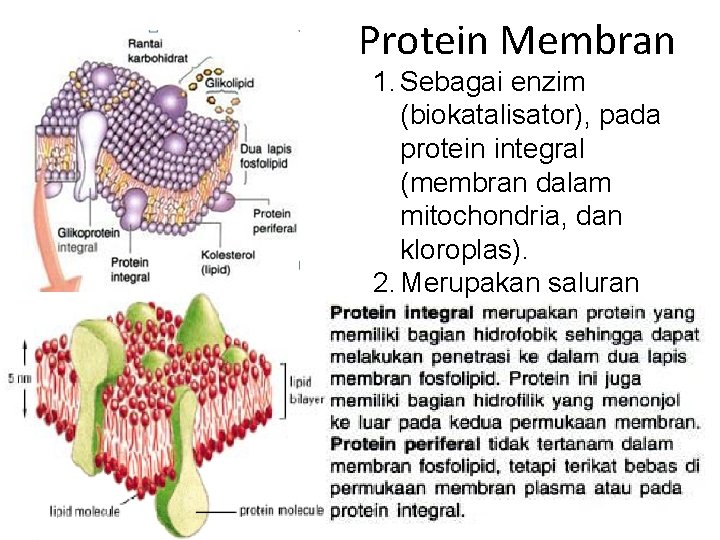 Protein Membran 1. Sebagai enzim (biokatalisator), pada protein integral (membran dalam mitochondria, dan kloroplas).