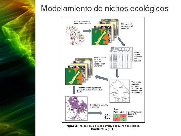 Modelamiento de nichos ecológicos Figura 3. Proceso para el modelamiento de nichos ecológicos. Fuente: