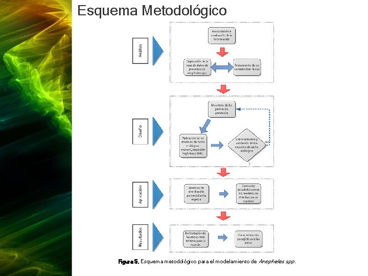 Esquema Metodológico Figura 5. Esquema metodológico para el modelamiento de Anopheles spp. 